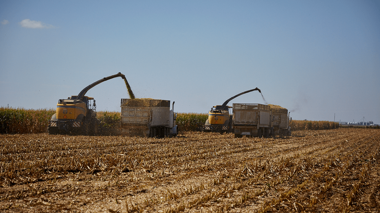 BONSILAGE CORN ws LoRez 0633