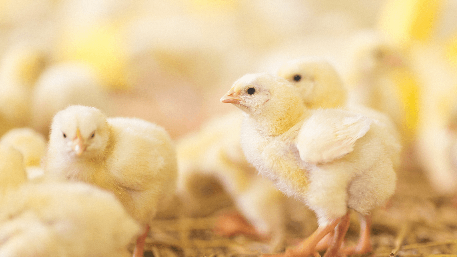 MAXIONAT futter spurenelemente kuecken