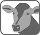 Pikto cow sw