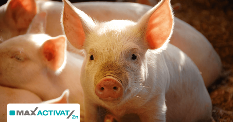 Piglet 1 FB Header