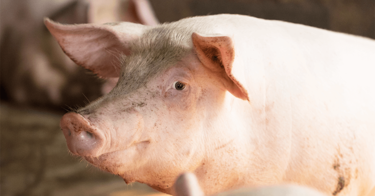 Schwein FEEDINFO