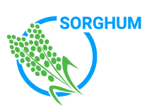 eng sorghum